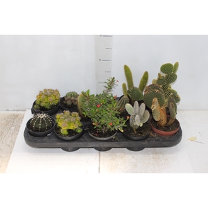 CACTUS MINI P11