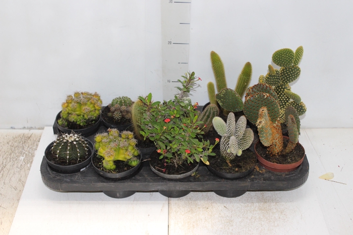 <h4>CACTUS MINI P11</h4>
