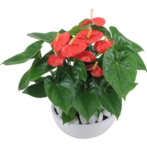 Anthurium XL.88 Aloha Red 26cm in witte keramieken schaal