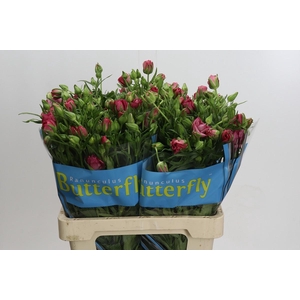 Ranunculus Butterfly Lycia