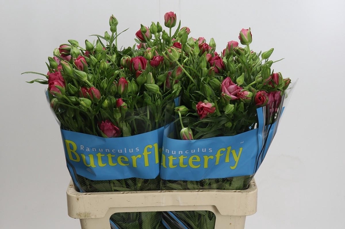 <h4>Ranunculus Butterfly Lycia</h4>