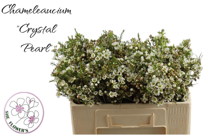 <h4>CHAME CRYSTAL PEARL</h4>