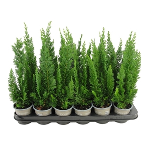 Chamaecyparis lawsoniana 'Little Spire' P9