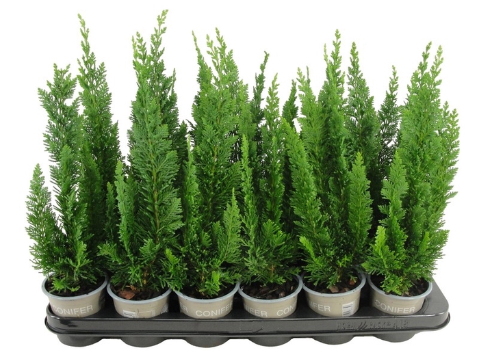 <h4>Chamaecyparis lawsoniana 'Little Spire' P9</h4>