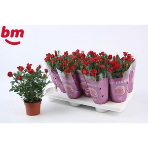 Rosa Hot Jewel Beau Monde Red