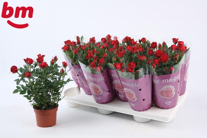 <h4>Rosa Hot Jewel Beau Monde Red</h4>