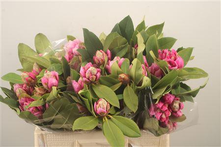 <h4>Rhod Ov Pink</h4>