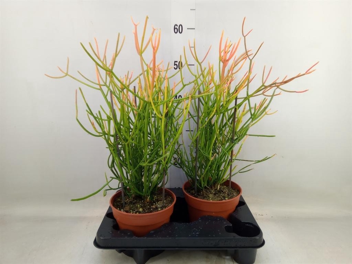 <h4>Euphorbia   ...</h4>