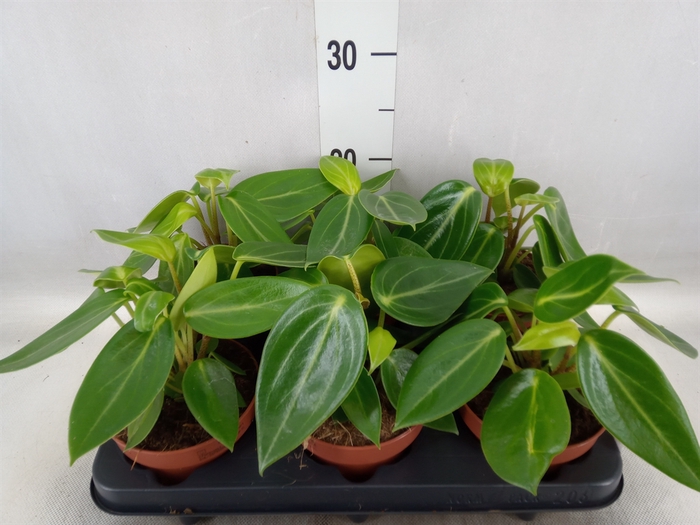 <h4>Peperomia</h4>