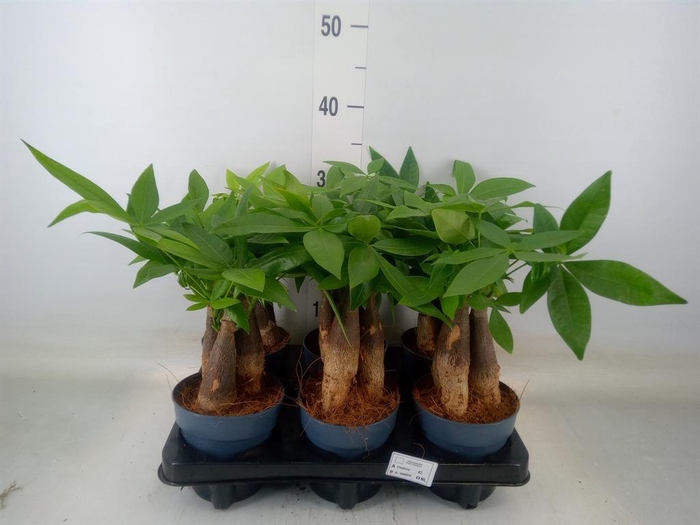 <h4>Pachira aquatica</h4>