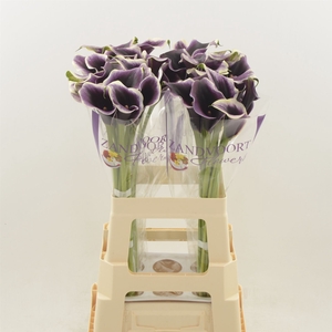Calla Dubai Night