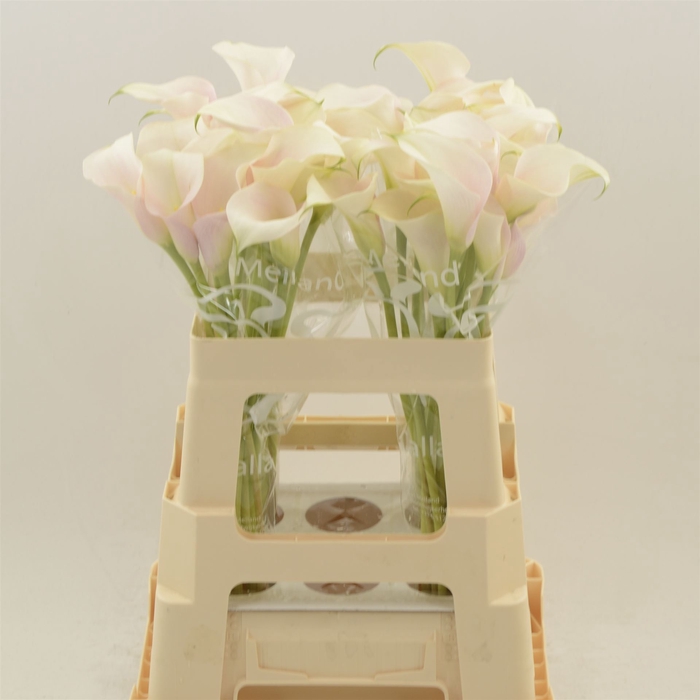 <h4>Calla Ventura Blush</h4>