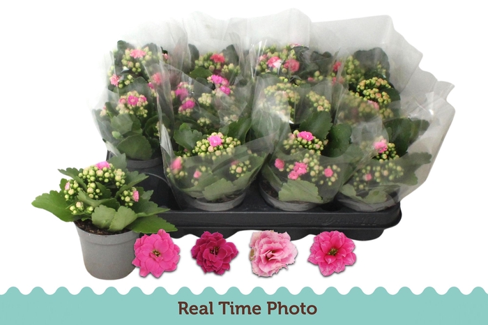 <h4>KAL GE GEM 4 KL</h4>