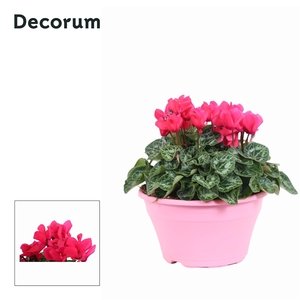 Cyclaam Garden Roze Schaal Ariel (Decorum)