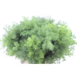 Asp Umbellatus