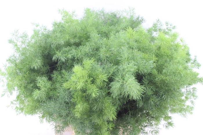 <h4>Asp Umbellatus</h4>