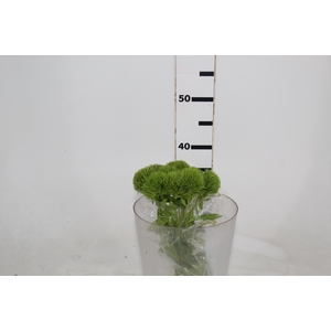 DIANTHUS KIWI MELLOW 040 CM