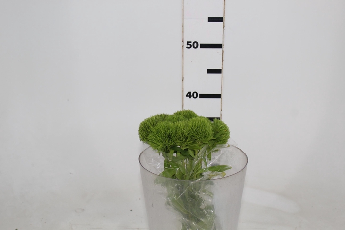 <h4>DIANTHUS KIWI MELLOW 040 CM</h4>