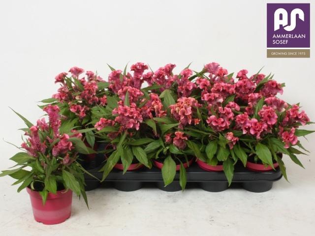 <h4>CEL CR HOT TOP PINK</h4>