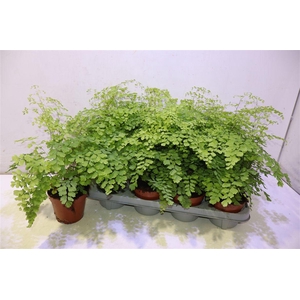 Adian Rad Fragrans