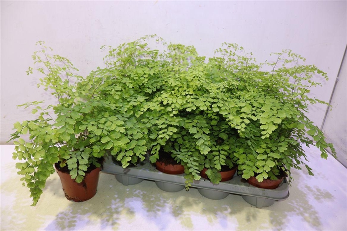 <h4>Adian Rad Fragrans</h4>