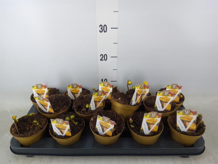 <h4>Eranthis hyemalis</h4>