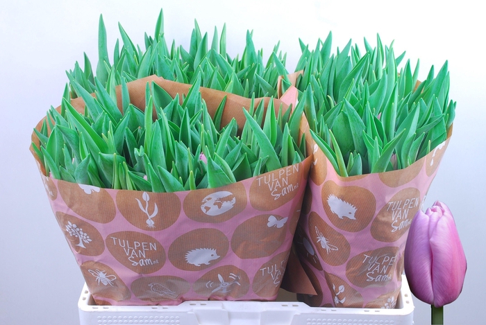 <h4>TU EN ARGOS</h4>