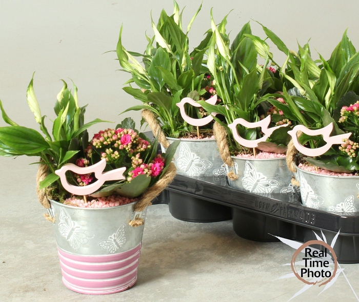 <h4>ARR KAMERPL</h4>