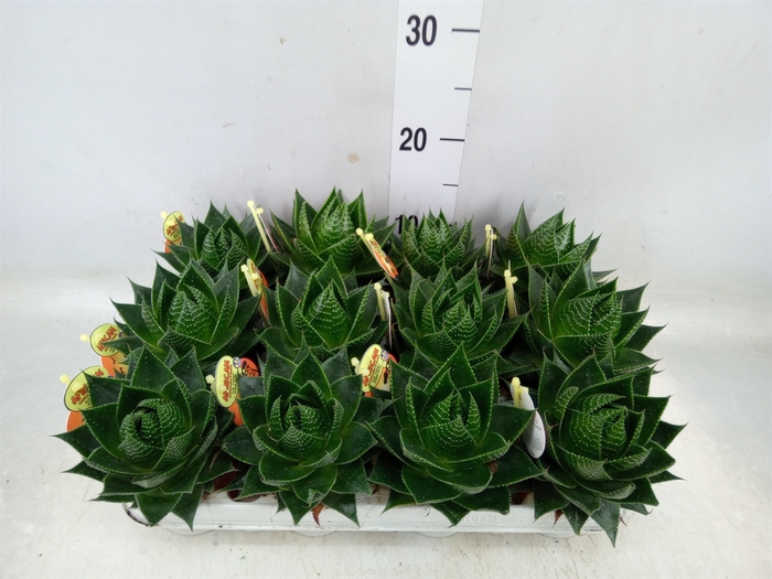 <h4>Aloe aristata 'Cosmo'</h4>