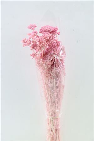 <h4>Pres Lonas Pink Bunch</h4>