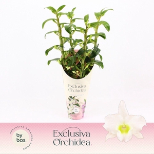 Dendrobium Nobilé, Apollon 4-spike 'Exclusiva Orchidea' Potcover