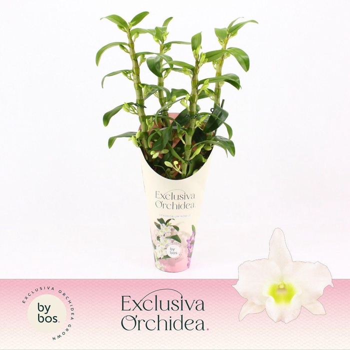 <h4>Dendrobium Nobilé, Apollon 4-spike 'Exclusiva Orchidea' Potcover</h4>