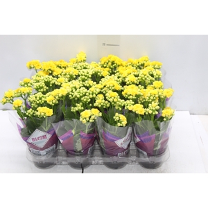 KALANCHOE DOBRADO MINI P09 AMARELO