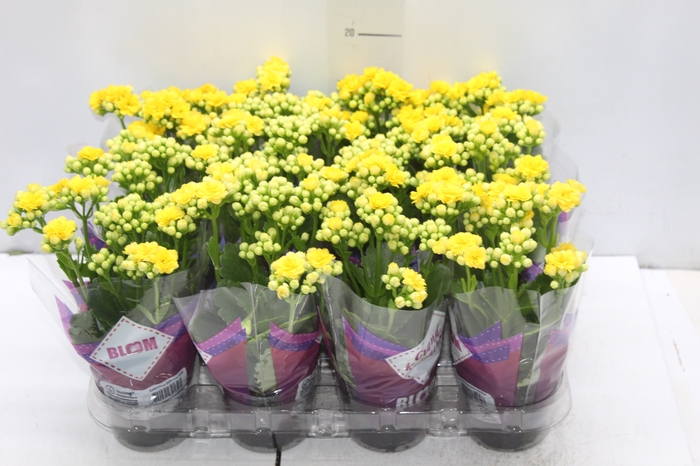 <h4>KALANCHOE DOBRADO MINI P09 AMARELO</h4>