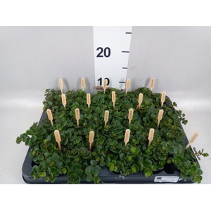 Sedum makinoi 'Tornado'