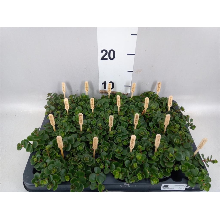 <h4>Sedum makinoi 'Tornado'</h4>