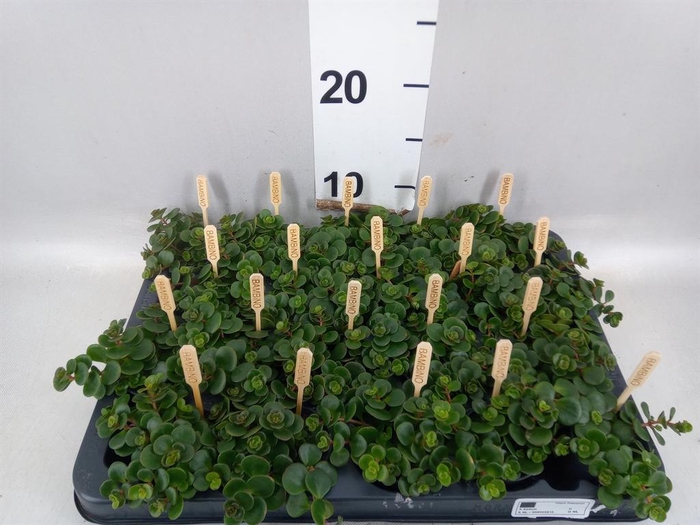 Sedum makinoi 'Tornado'