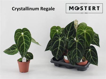 <h4>Anthu Crystallinum Regale</h4>