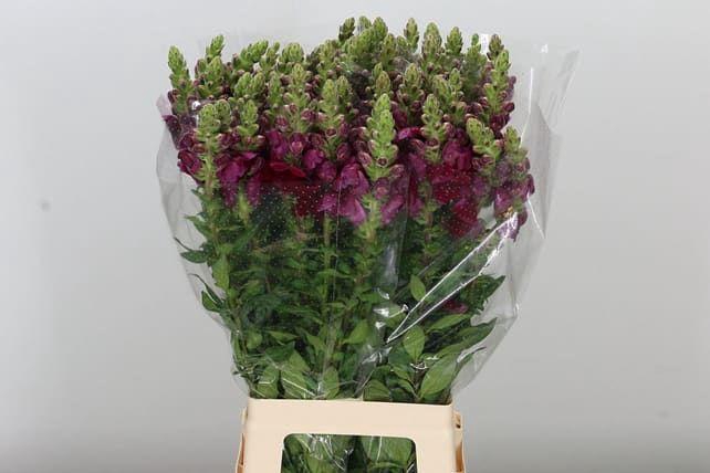 <h4>ANTIR POTO CRIMSON</h4>