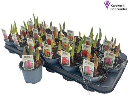 <h4>Tul Gem 4 Kleuren</h4>