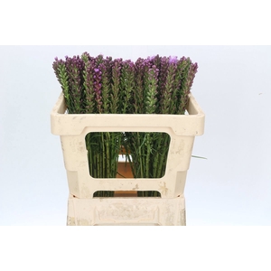 LIATRIS SPICATA