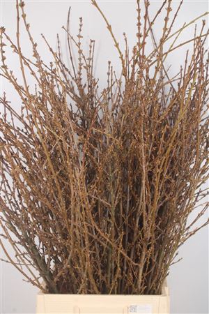 <h4>Forsythia Bos</h4>