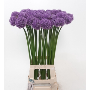 ALLIUM GLADIATOR