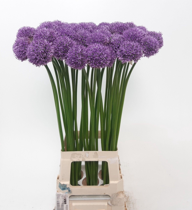 <h4>ALLIUM GLADIATOR</h4>
