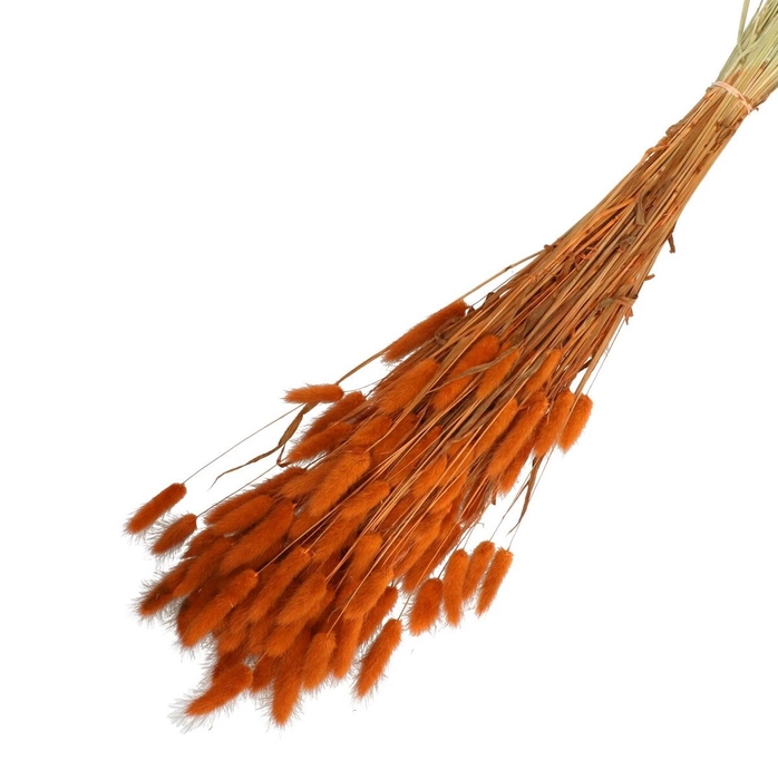 <h4>Droogbloem Lagurus 65cm 100g</h4>
