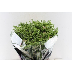 Fr Du Honeymoon Pink