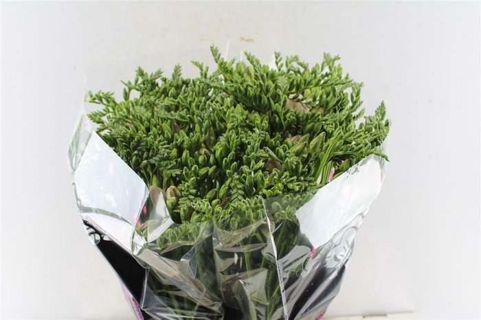 <h4>Fr Du Honeymoon Pink</h4>