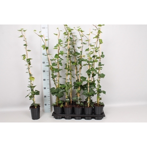 Hedera 80 / 100 cm