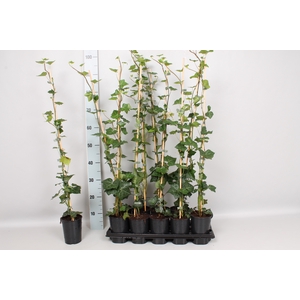 Hedera 150 cm