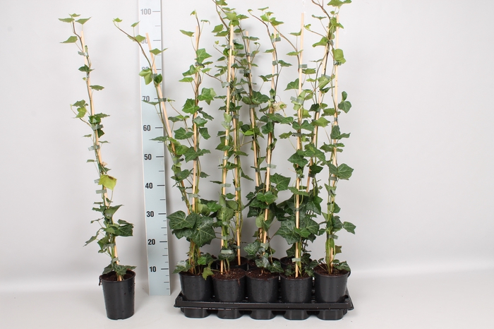 Hedera 150 cm